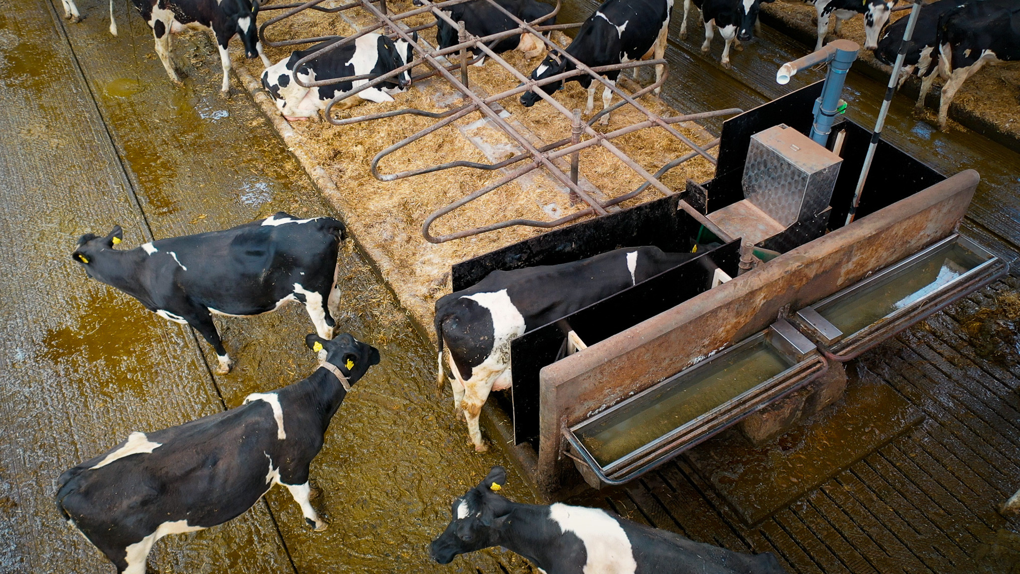 Ko bøvser i en GreenFeeder opstillet ved båsene